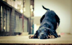 Lenguaje canino: cómo saber qué nos dice nuestro amigo perruno